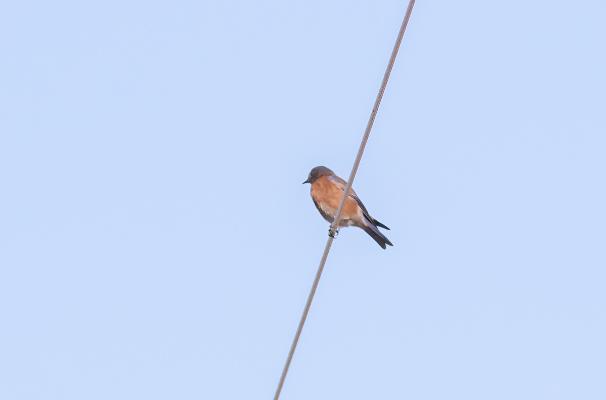 Western Bluebird - Nick Pulcinella