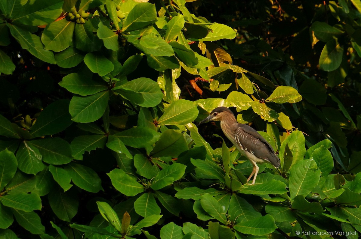 Black-crowned Night Heron - ML28009371