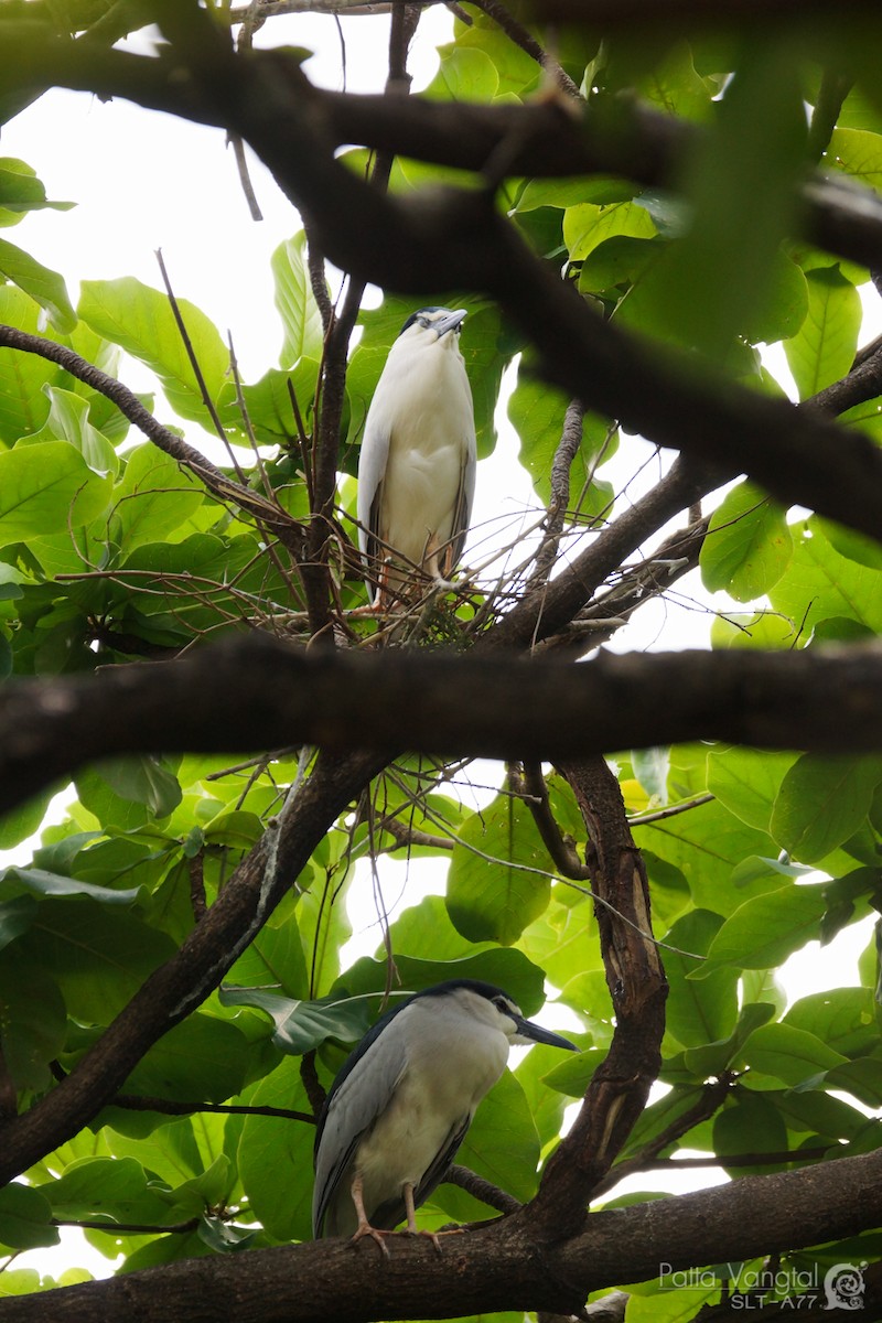 Black-crowned Night Heron - ML28009401