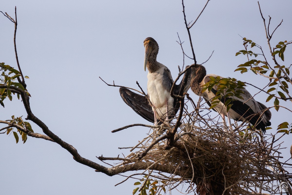 Painted Stork - ML28009411