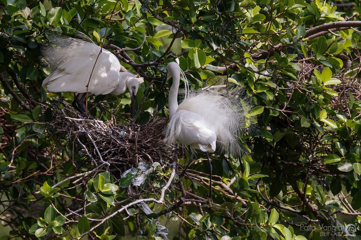 Little Egret - Pattaraporn Vangtal