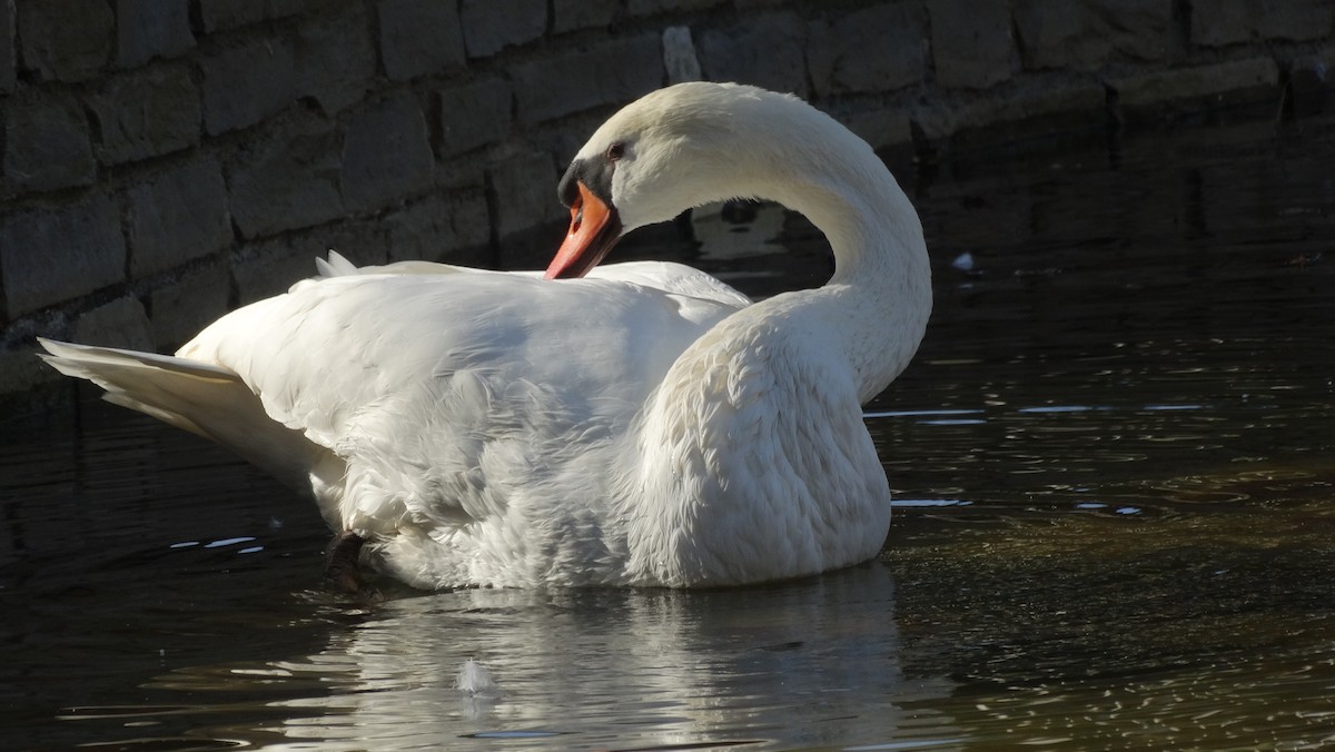 Mute Swan - Alejandro Garcia