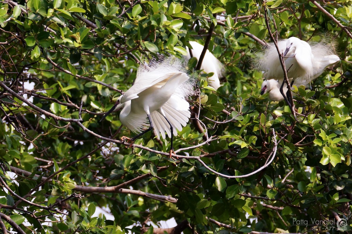 Little Egret - ML28009441