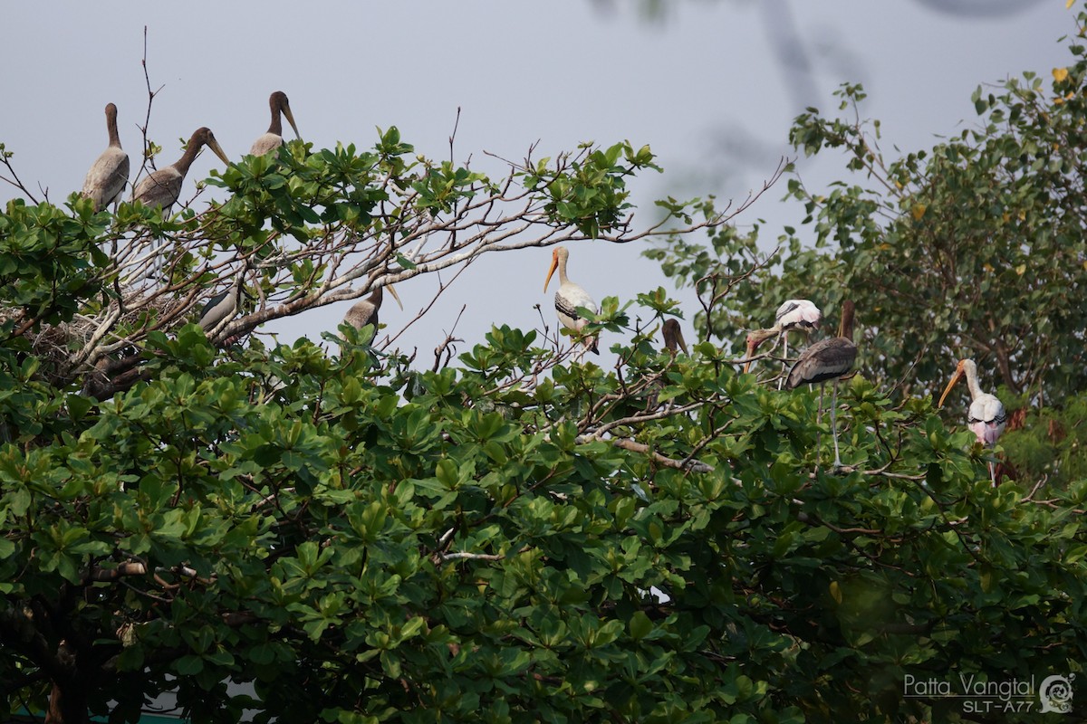 Painted Stork - ML28009451