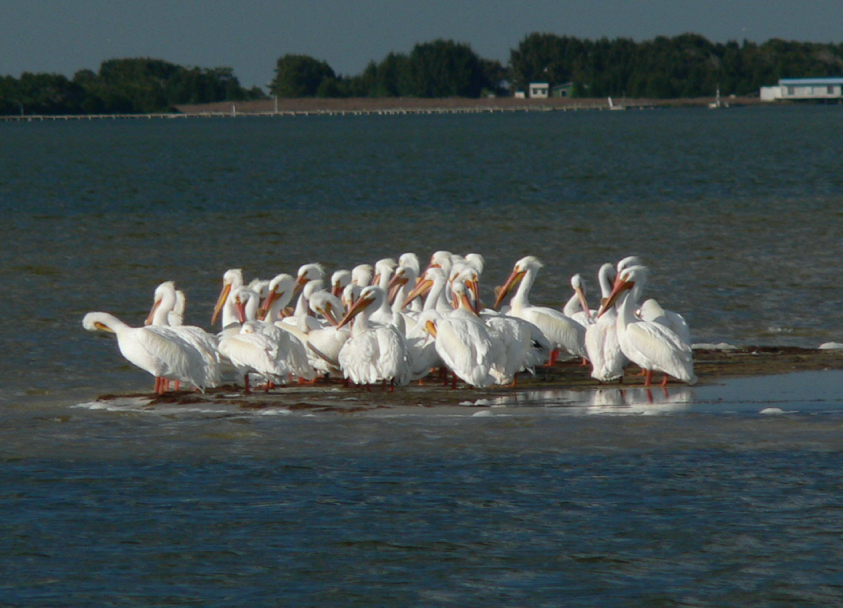 American White Pelican - ML280095281