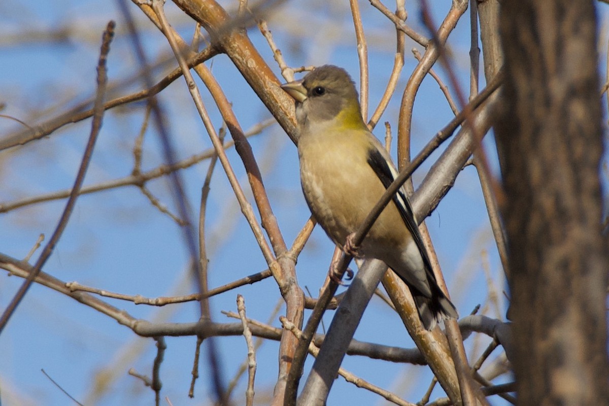 Evening Grosbeak - ML280095571