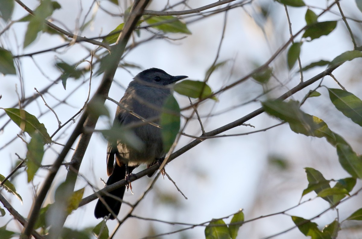 Gray Catbird - ML280096611