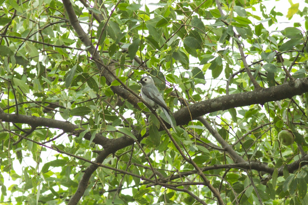 Ashy Drongo (Hainan/White-cheeked/White-lored) - Wich’yanan Limparungpatthanakij