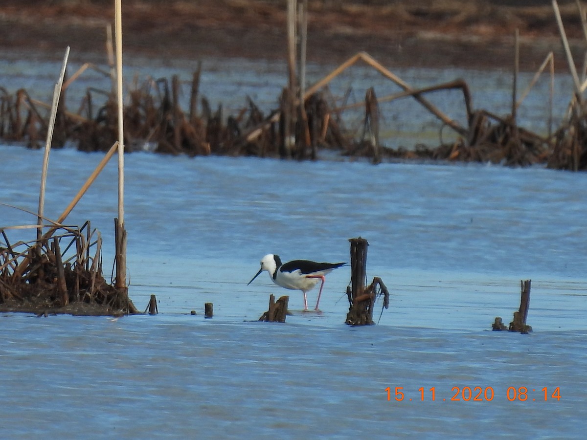 Pied Stilt - Trevor Oliver