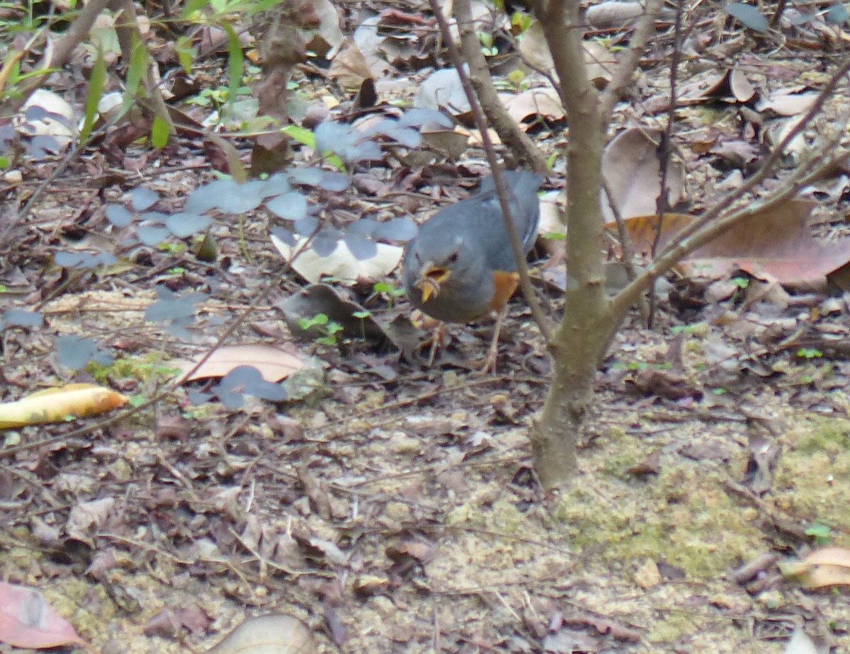 Gray-backed Thrush - Kevin Long