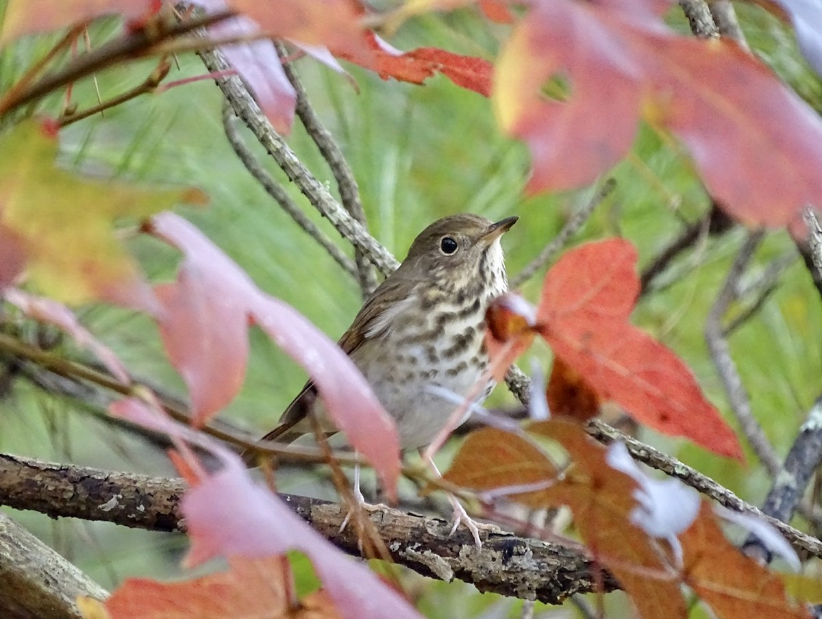 Hermit Thrush - ML280100601