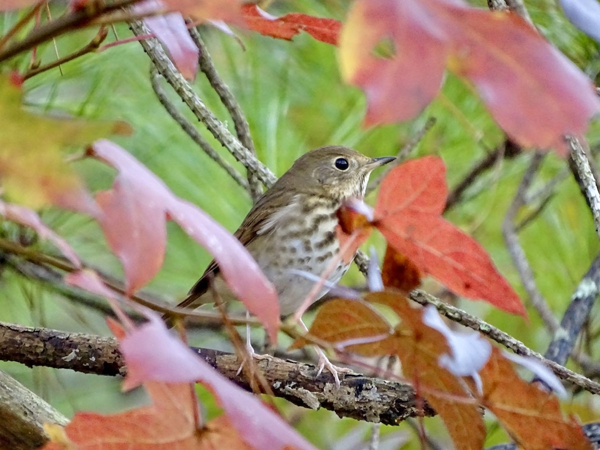 Hermit Thrush - ML280100701