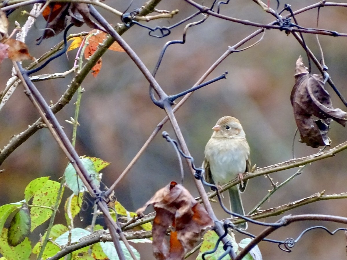 Field Sparrow - ML280100971