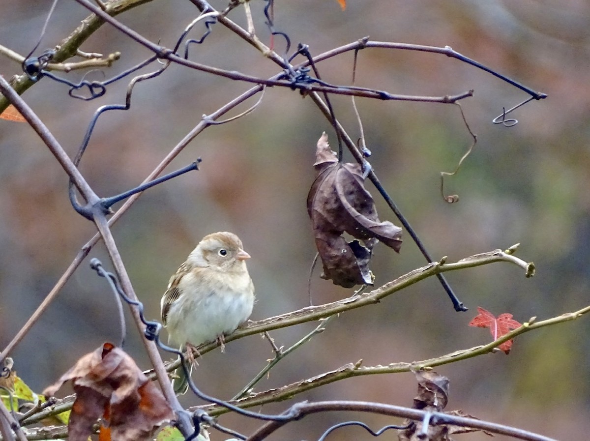 Field Sparrow - ML280101031