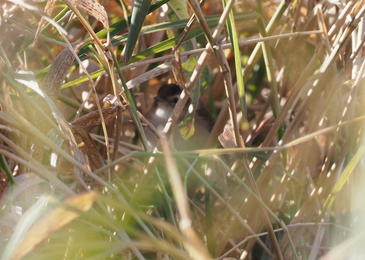 Zingira-txepetxa - ML280101131