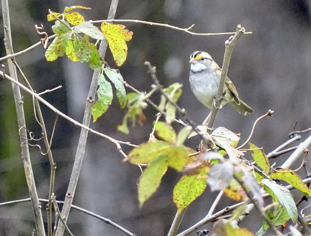 White-throated Sparrow - ML280101181