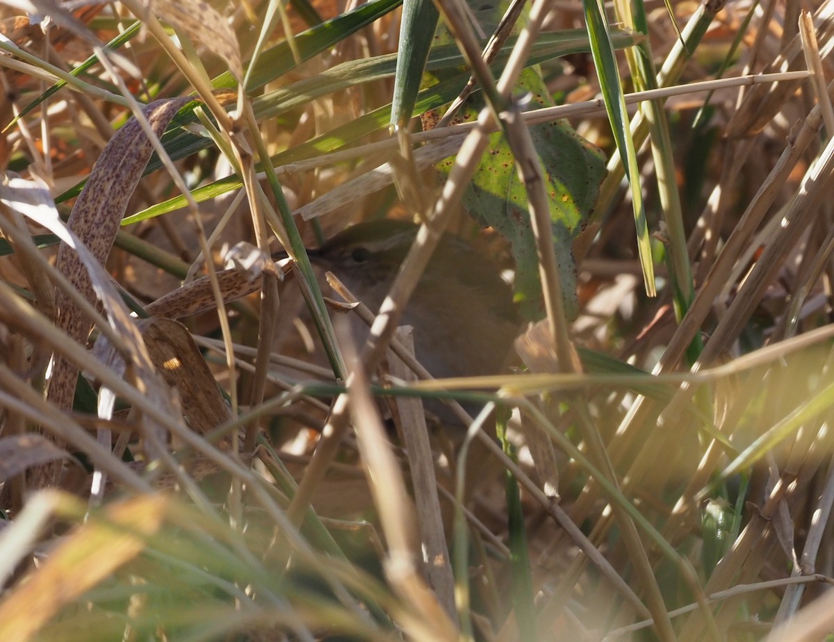 Zingira-txepetxa - ML280101251