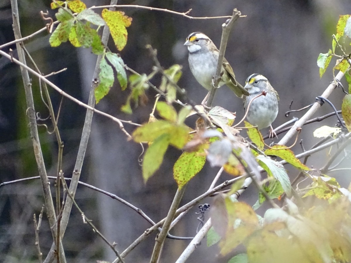 White-throated Sparrow - ML280101281