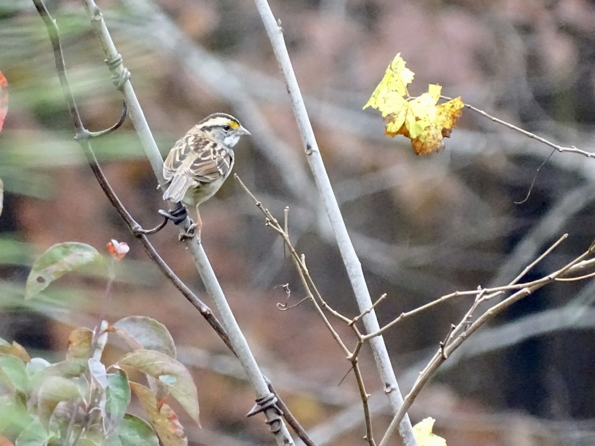 White-throated Sparrow - ML280101351