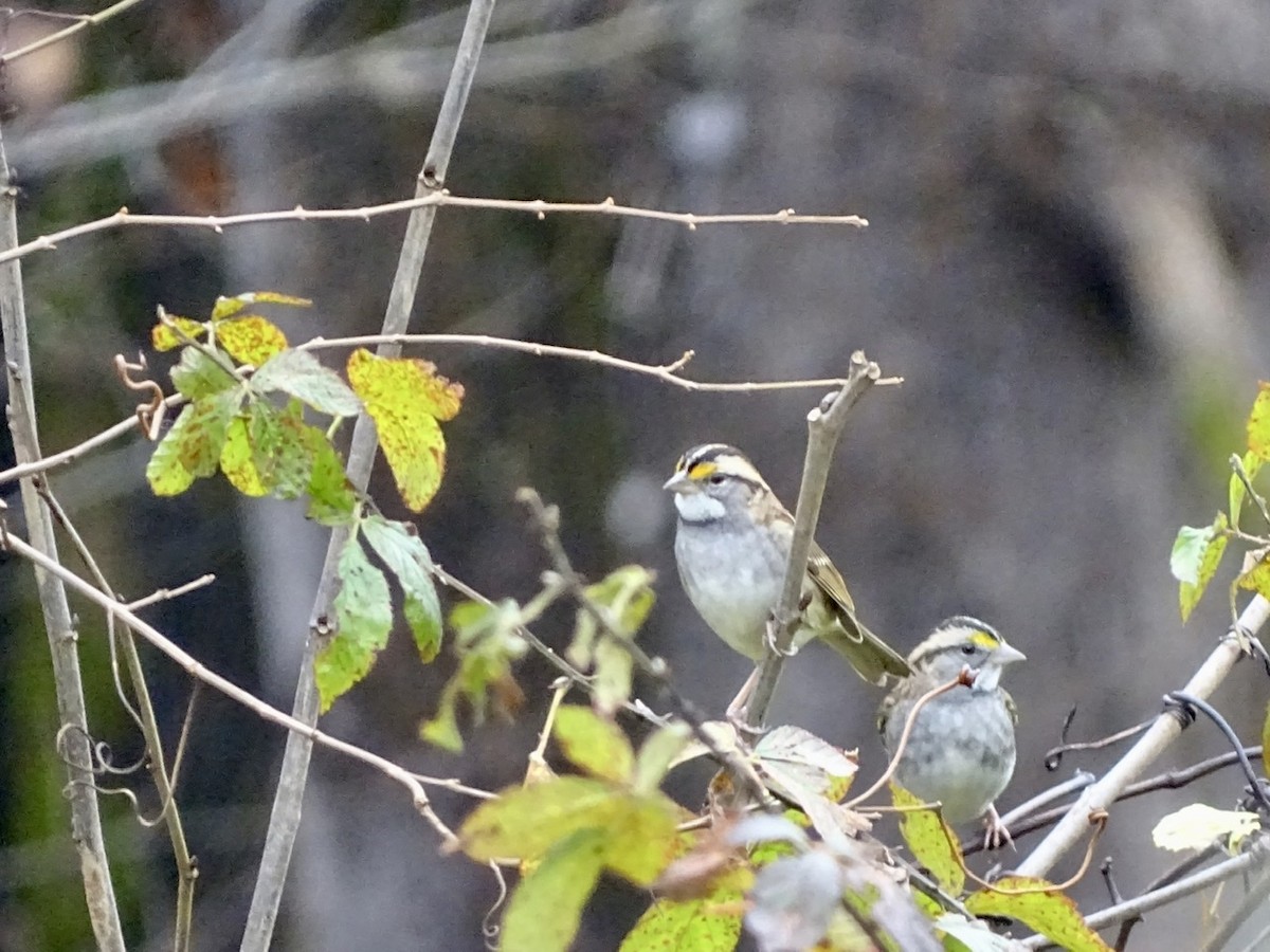 White-throated Sparrow - ML280101361