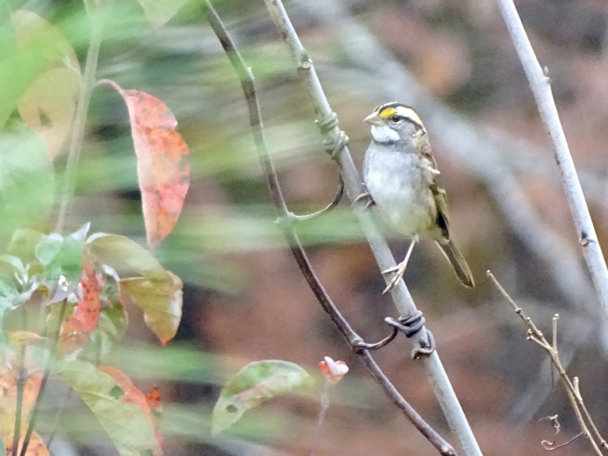White-throated Sparrow - ML280101381