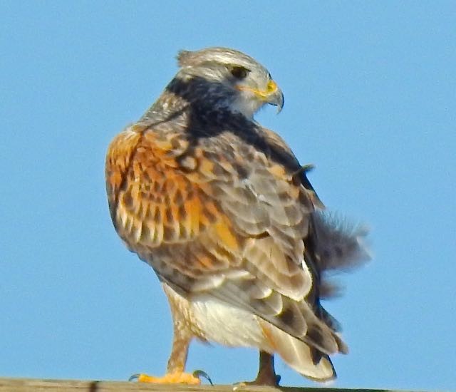 Ferruginous Hawk - ML280101421