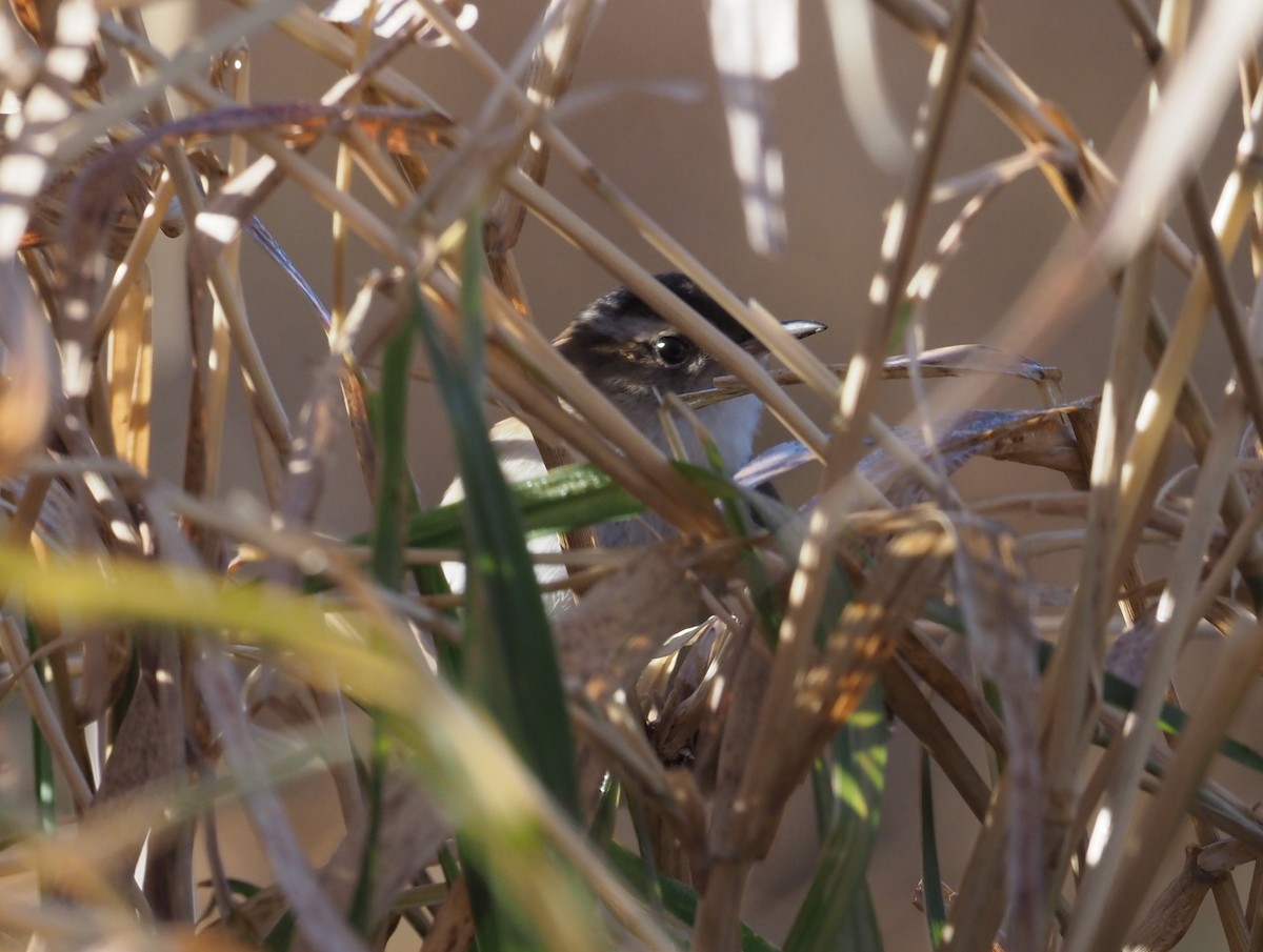 Zingira-txepetxa - ML280101481