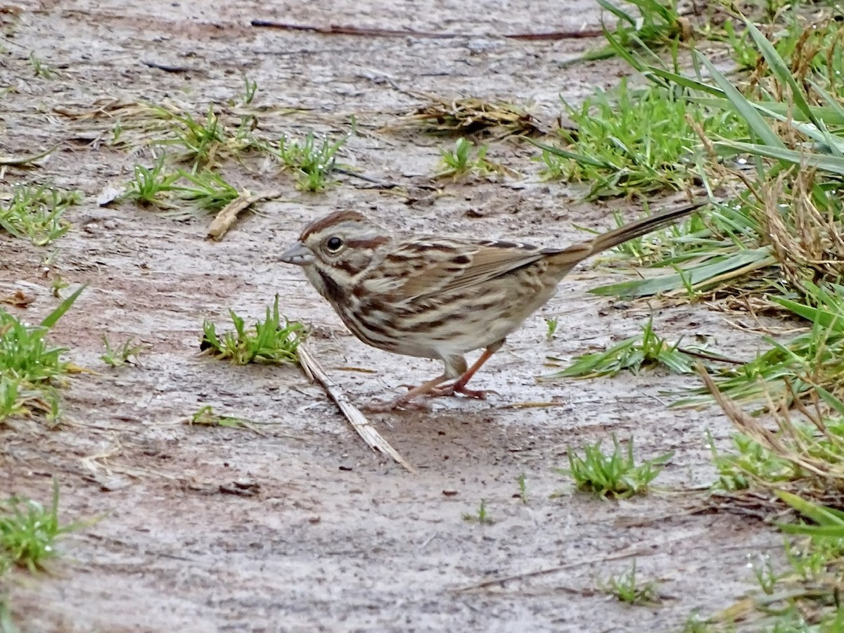 Song Sparrow - ML280101601