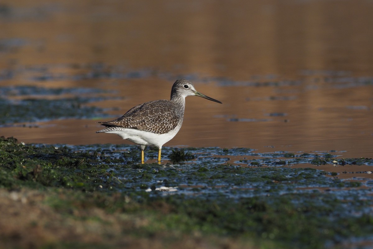 Kuliska hankahori handia - ML280102111