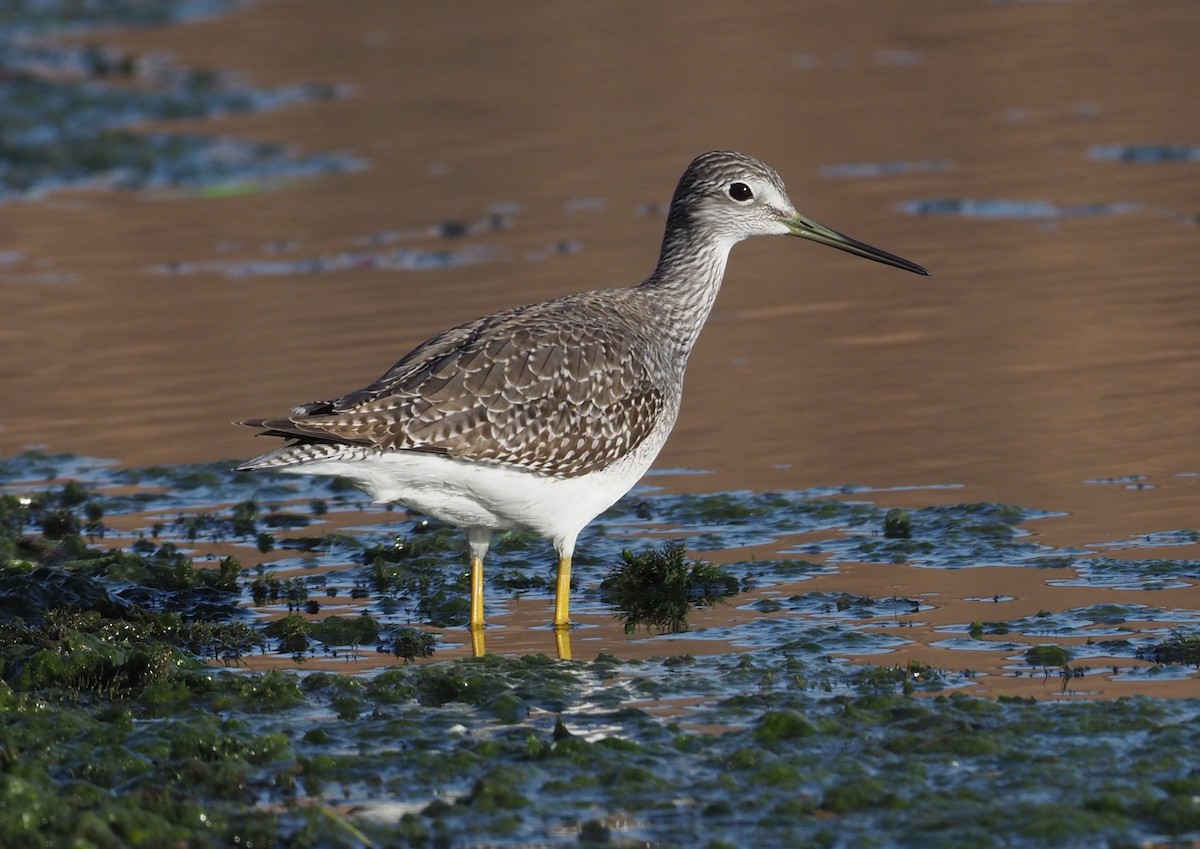 Kuliska hankahori handia - ML280102231