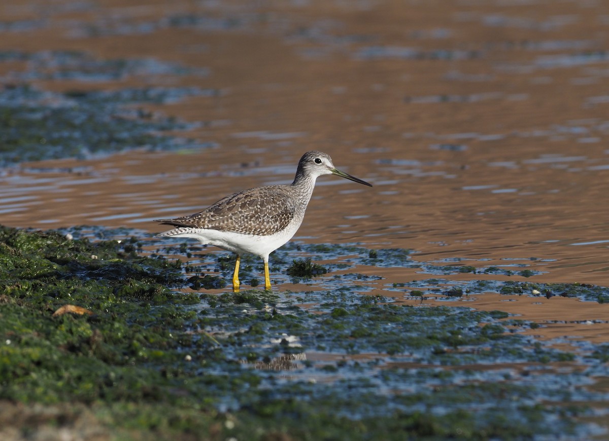 Kuliska hankahori handia - ML280102401