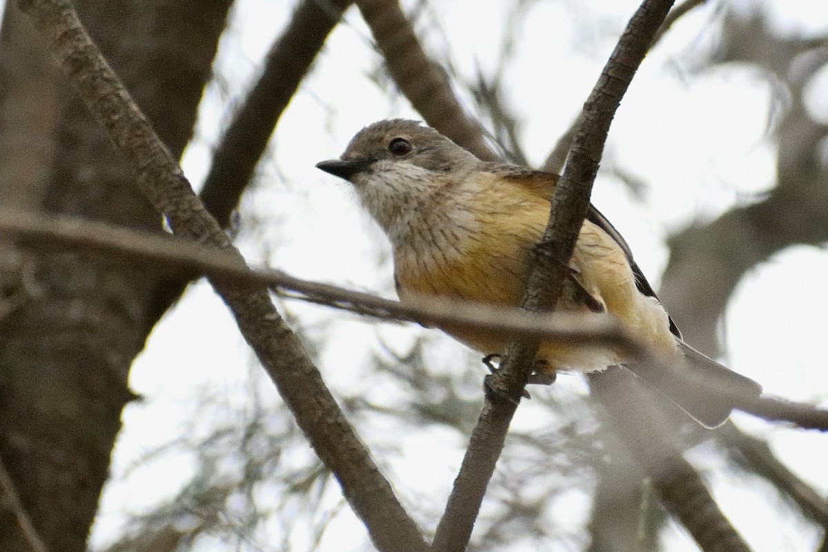 Rufous Whistler - ML280102501