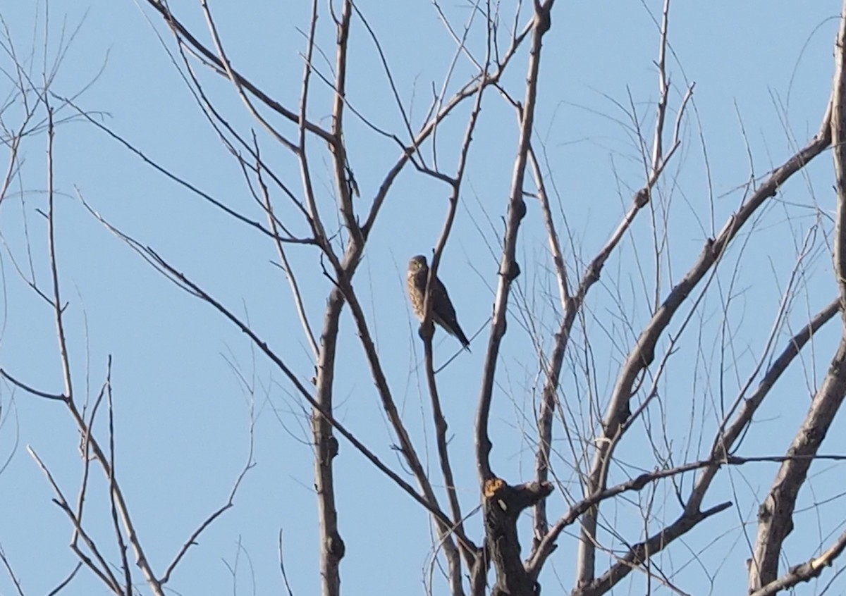 Belatz txikia - ML280102561