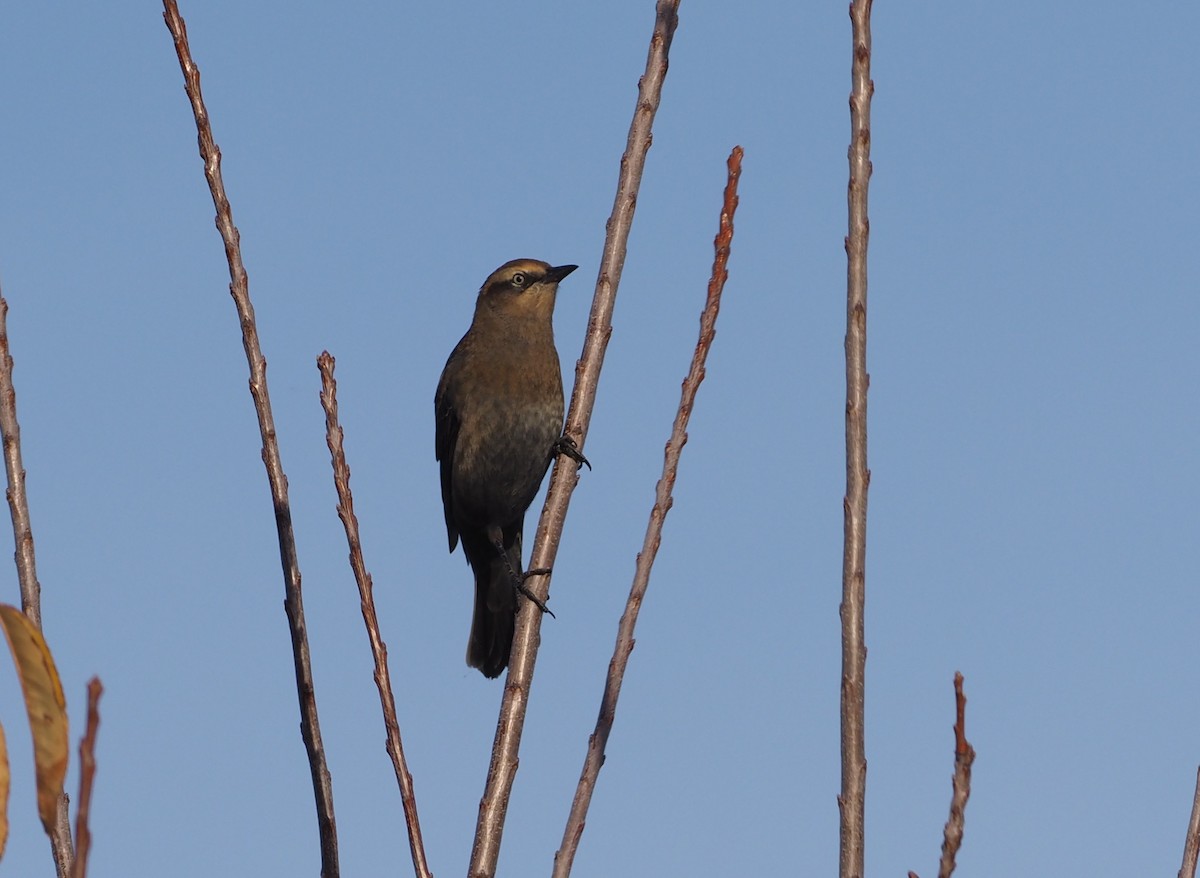 Rusty Blackbird - ML280103001
