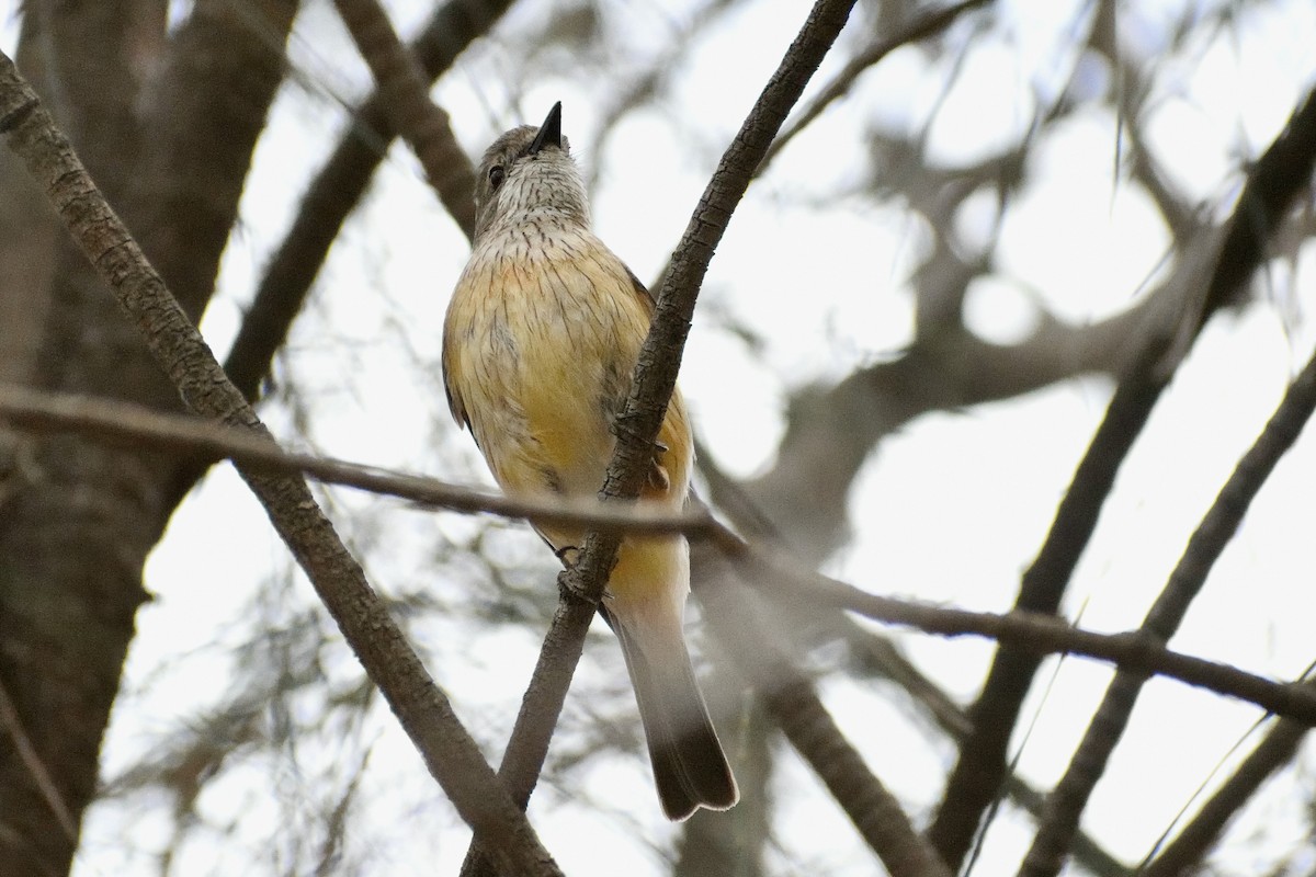 Rufous Whistler - ML280103071