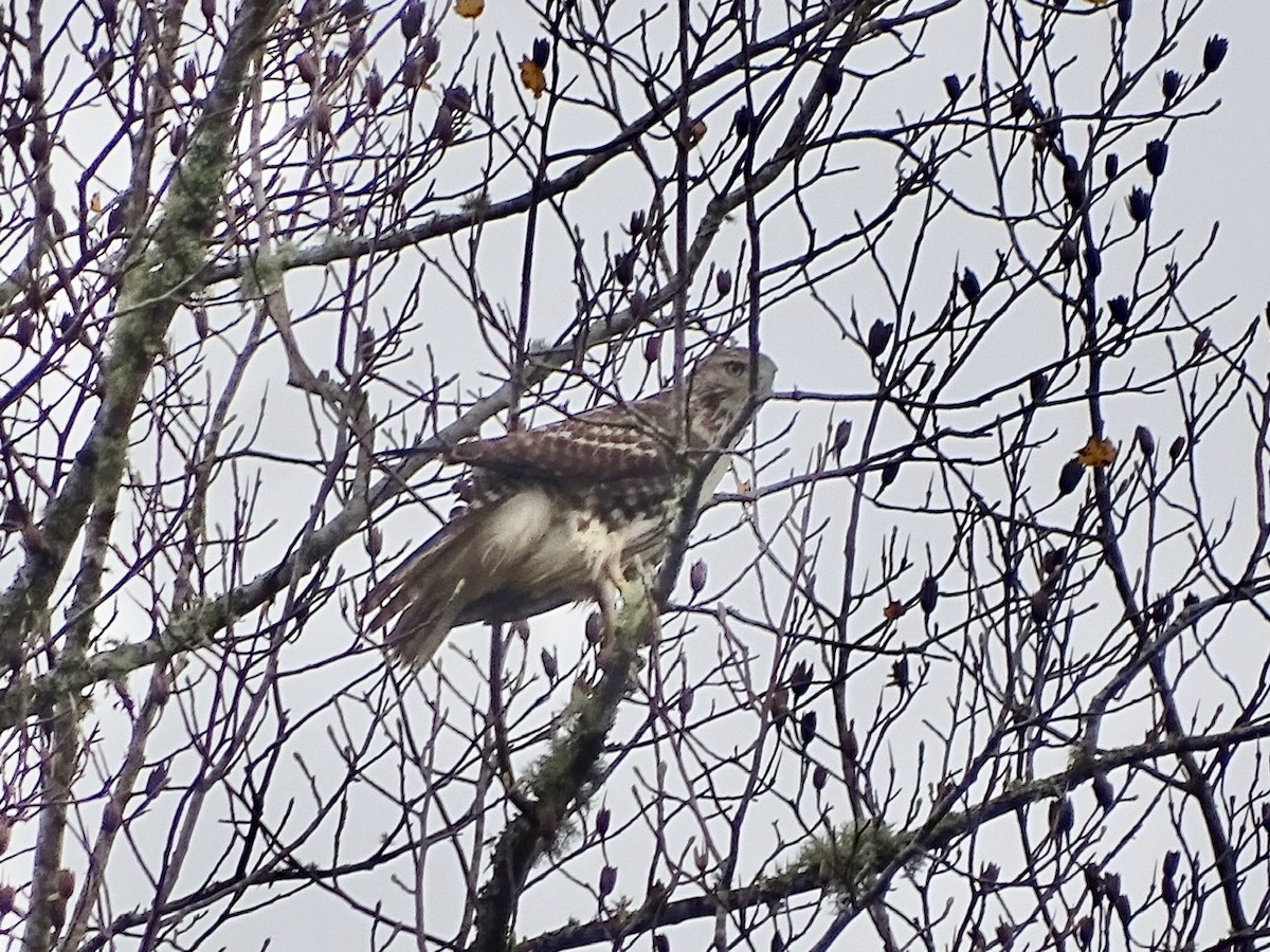 Red-tailed Hawk - ML280103511