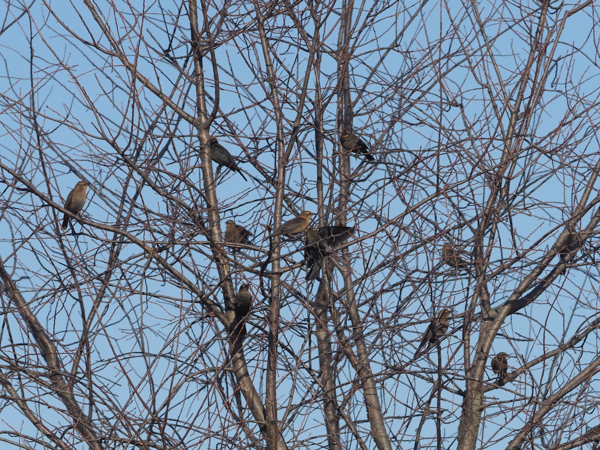Rusty Blackbird - ML280104151