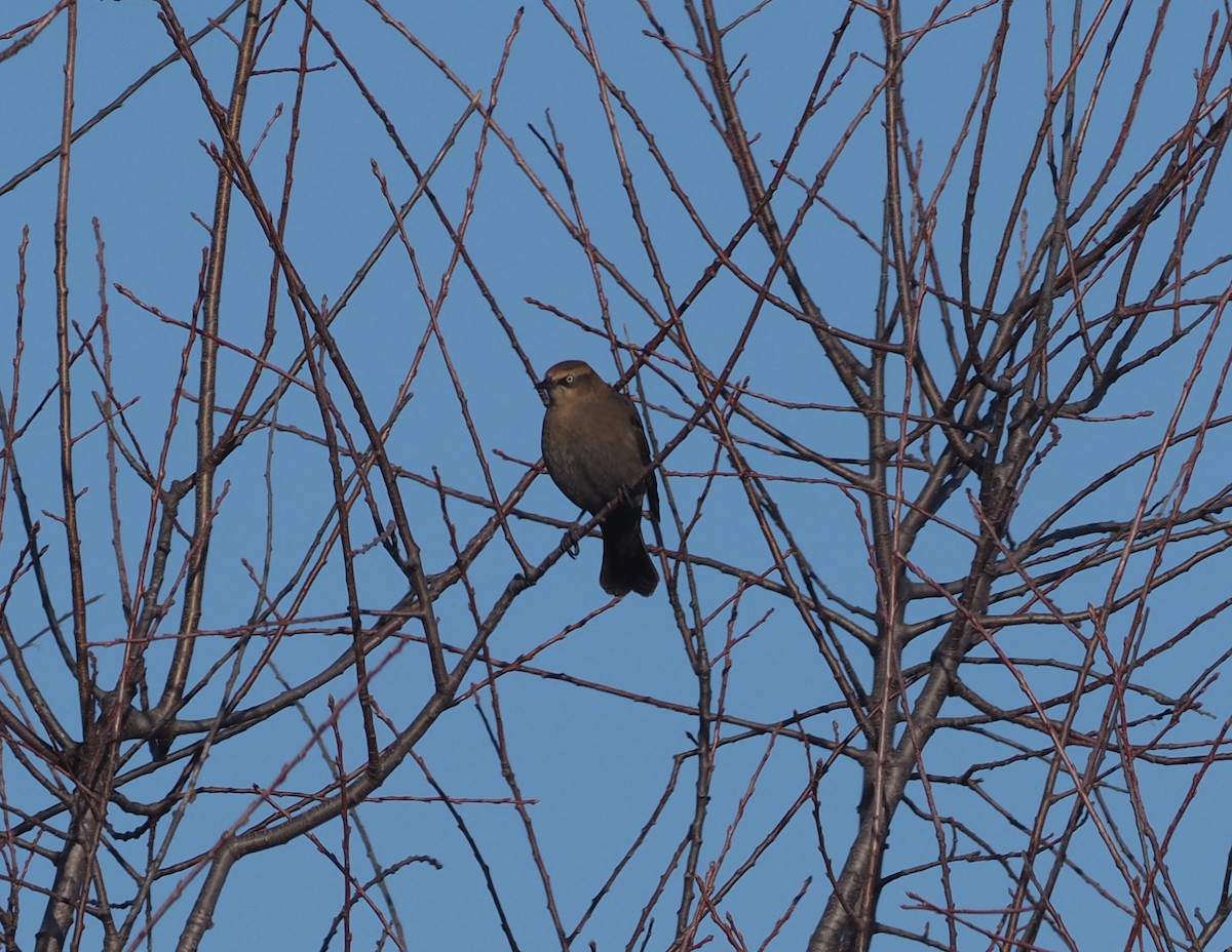 Rusty Blackbird - ML280104251