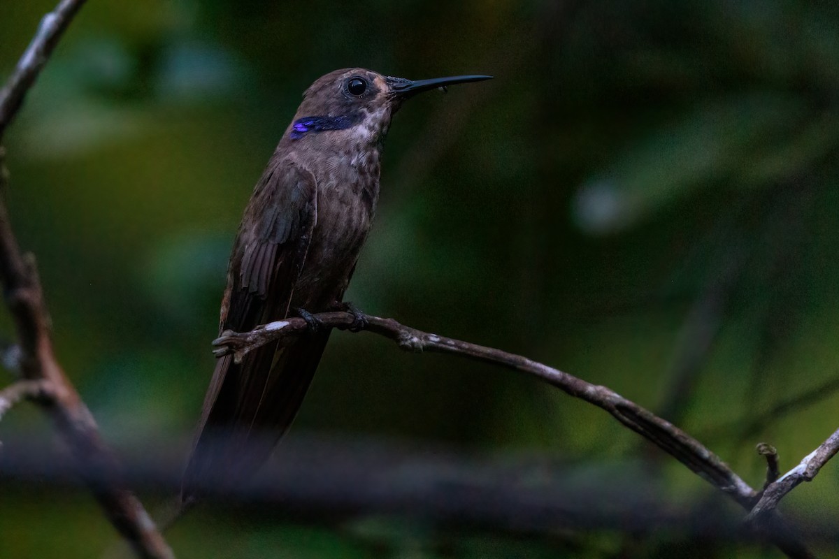 Brown Violetear - ML280104911