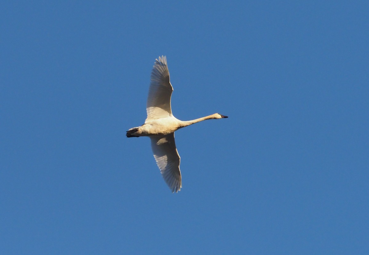 Beltxarga tronpetaria - ML280105161