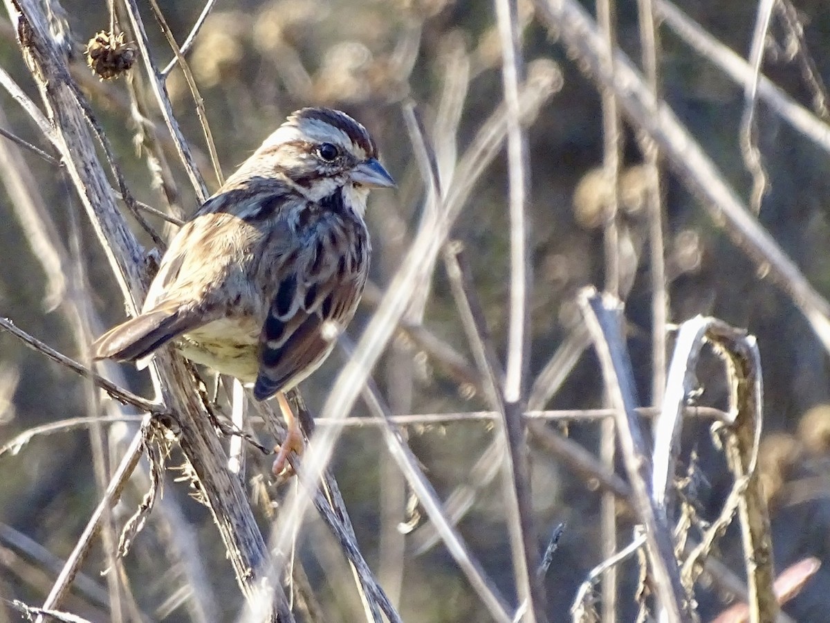 Song Sparrow - ML280105511