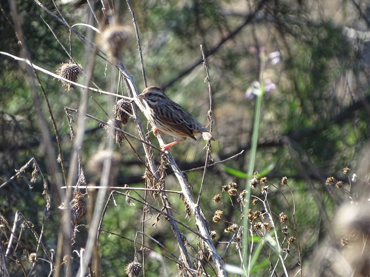 Song Sparrow - ML280105521