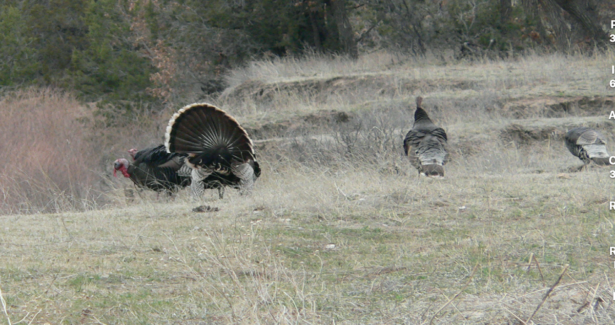 Wild Turkey - ML280106581