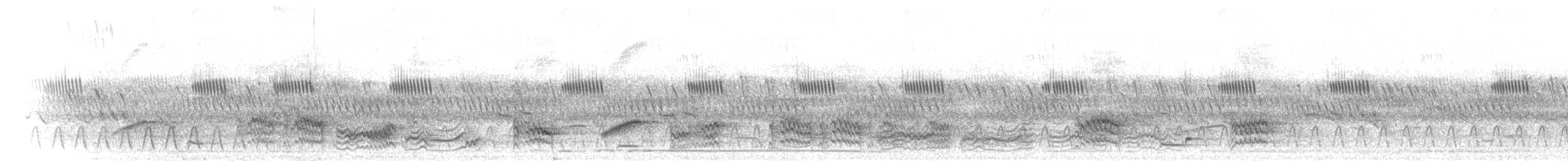 Hildebrandtglanzstar - ML280107