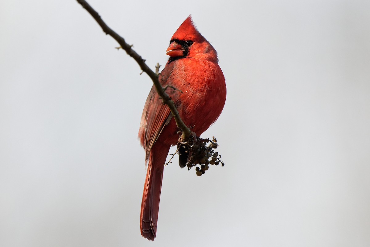 Northern Cardinal - Joel Marcinik