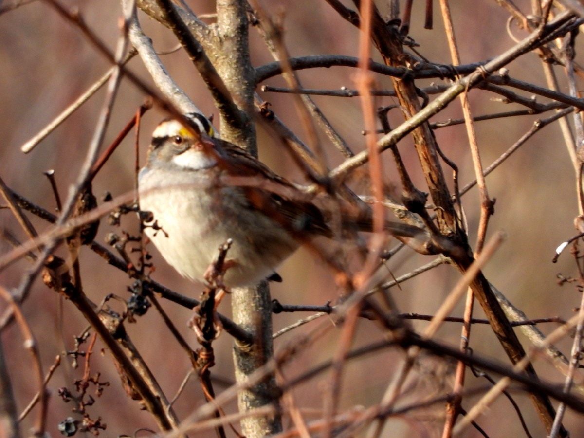 White-throated Sparrow - ML280107141