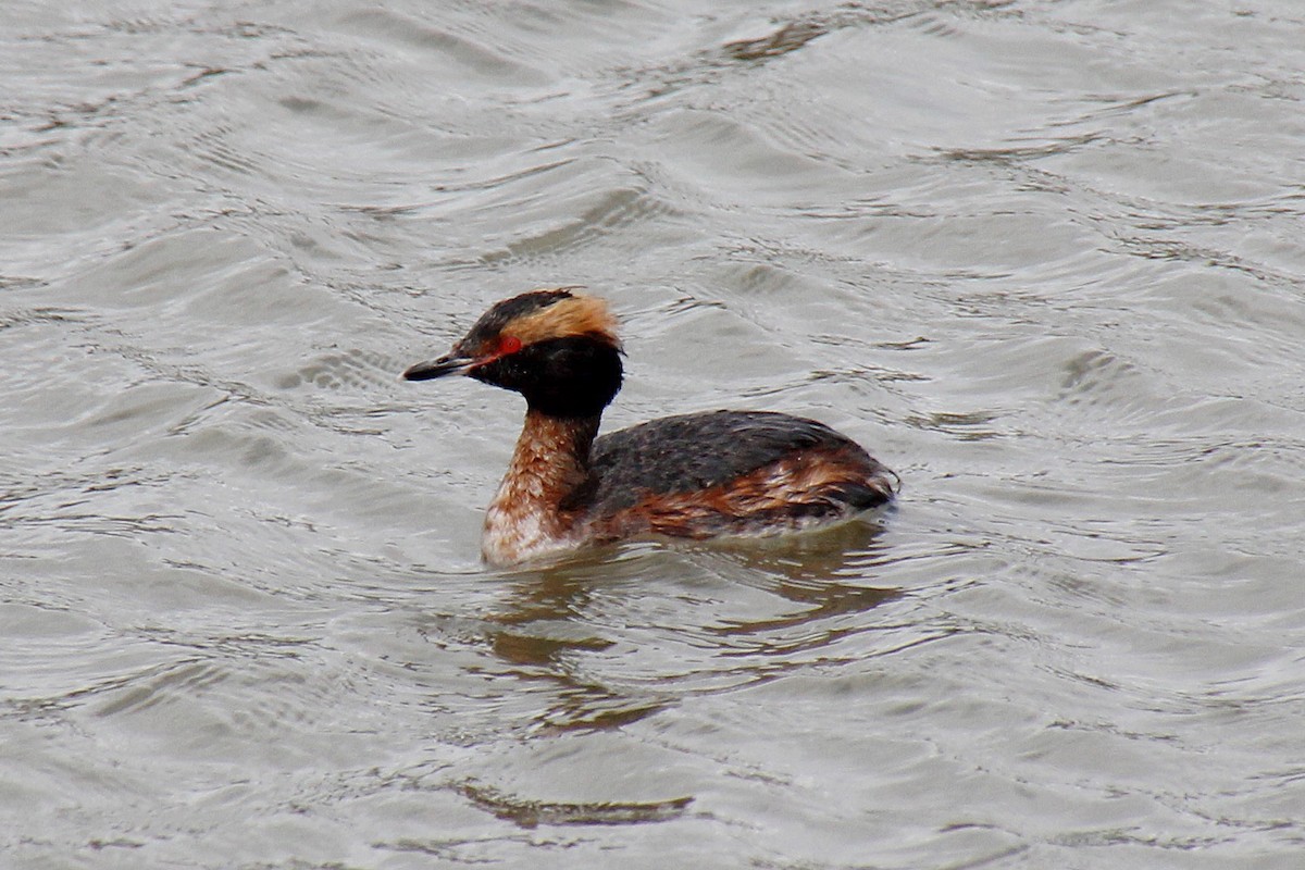 Horned Grebe - Samantha Walker