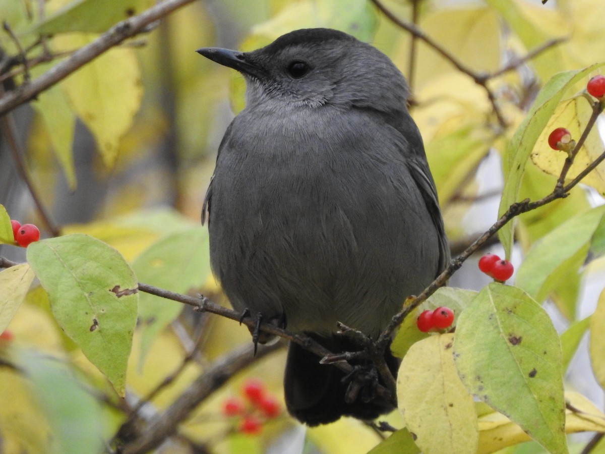 Gray Catbird - Schuyler  Lawson