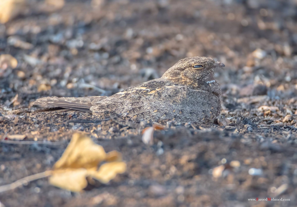 Engoulevent affin - ML28010771