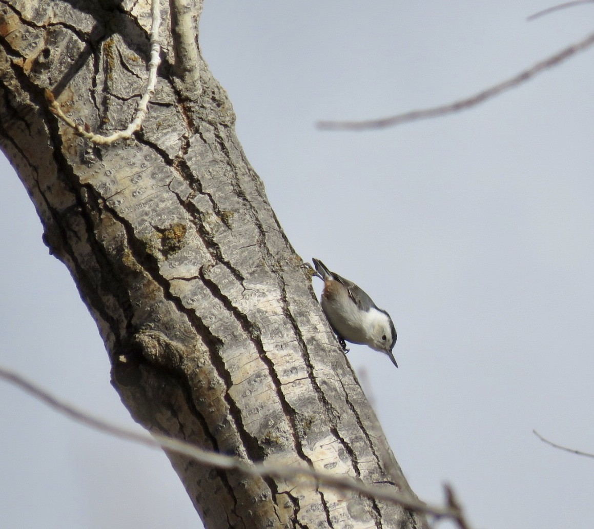 White-breasted Nuthatch - John Middleton